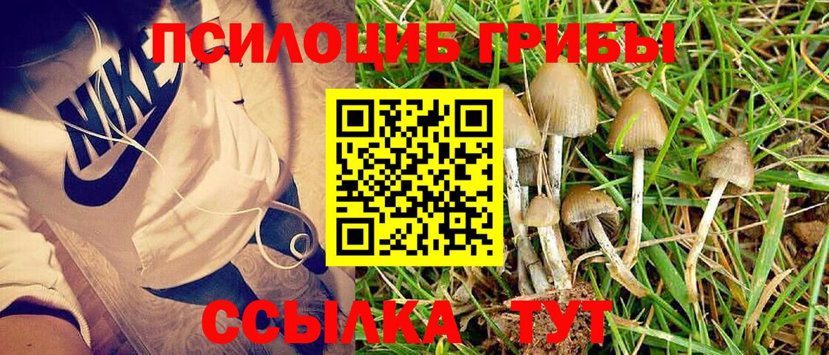 Псилоцибиновые грибы Psilocybe Лобня